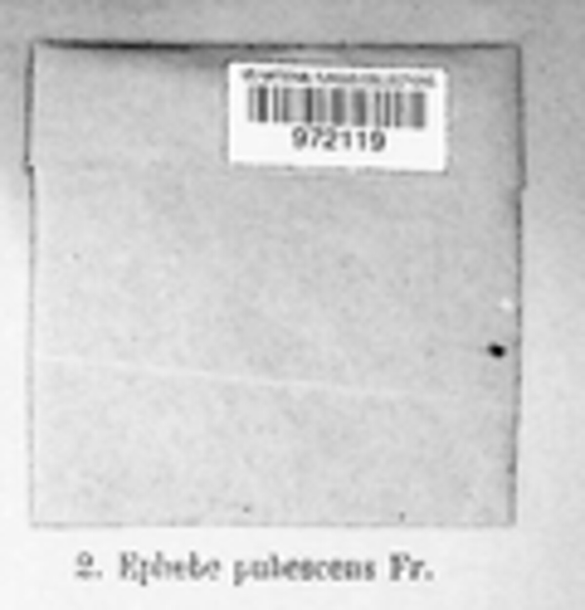 Pseudephebe pubescens image